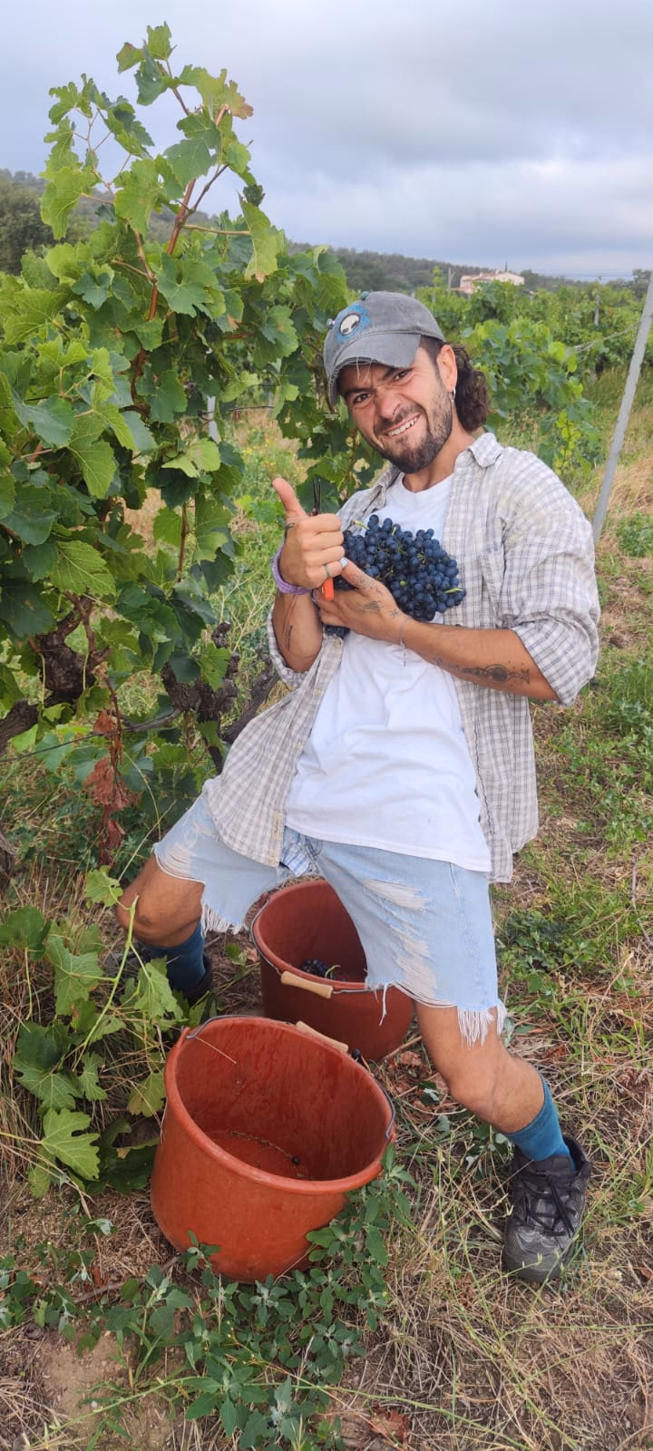 Dans les vignes