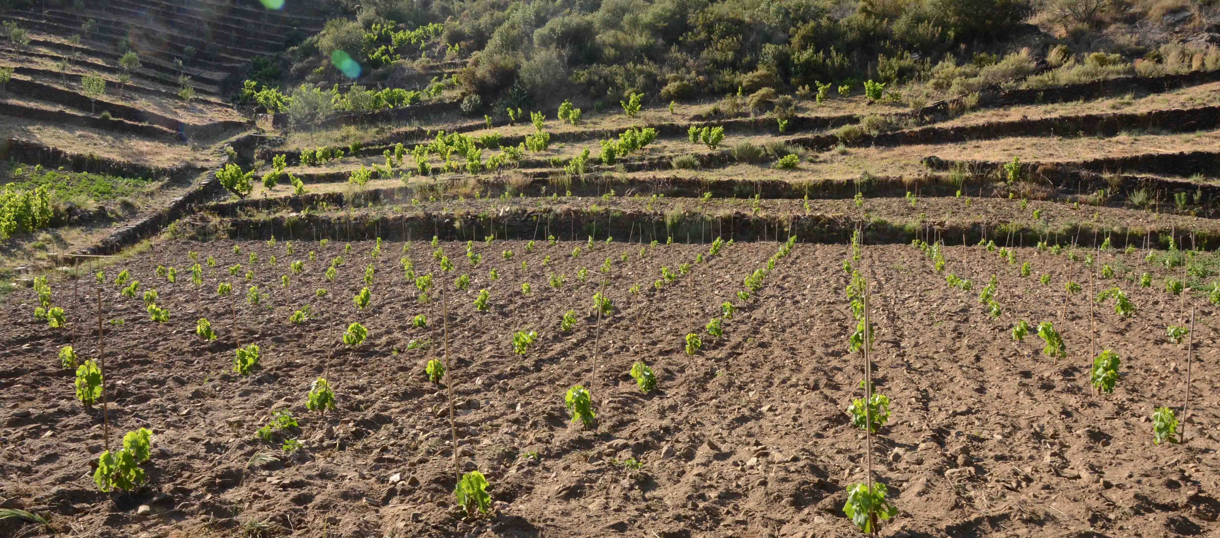 Plantation de la vigne de Restaké