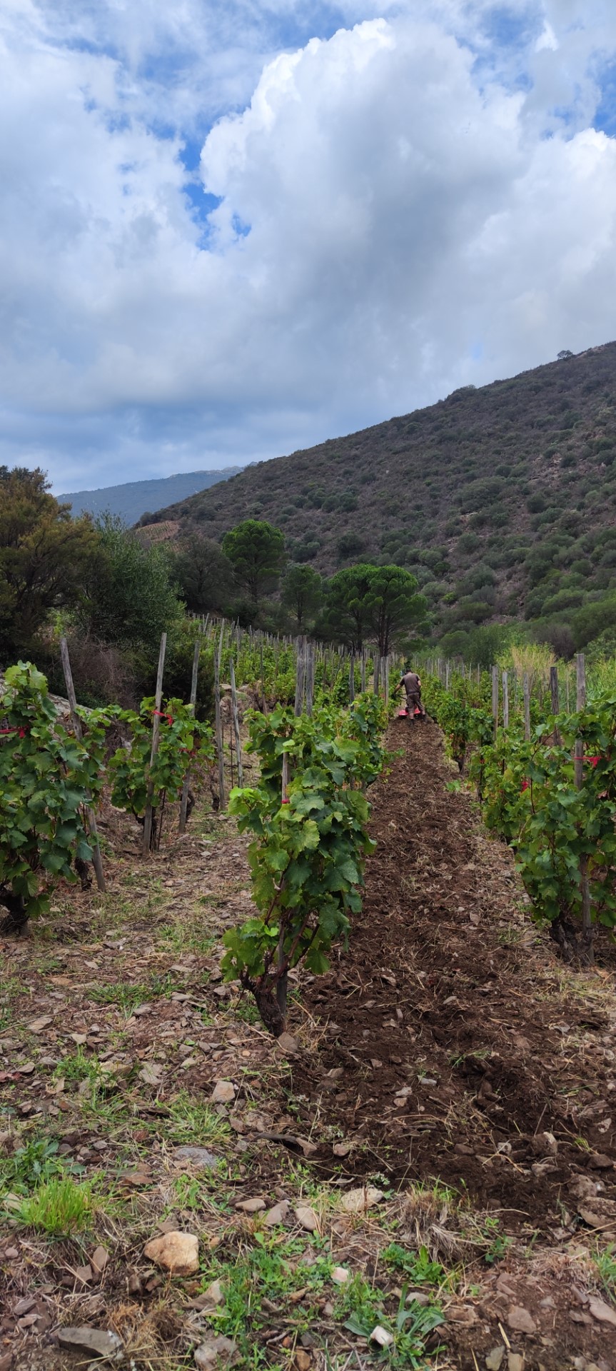 Labour des sols