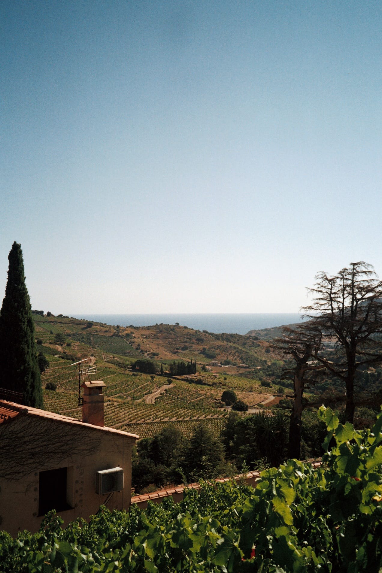 Vue des vignes